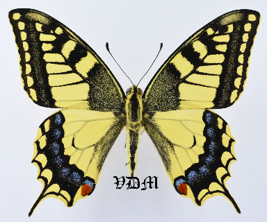 Papilio machaon machaon picture by VDM Insecthouse with reference 1187L