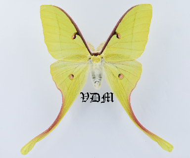 Actias luna Male x Actias dubernardi Female HYBRID!!! picture by VDM Insecthouse with reference 1204B