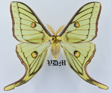 Actias isabellae  Male x Actias luna Female HYBRID!!! picture by VDM Insecthouse with reference 1207B