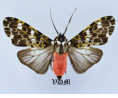 Eucereon tarona picture by VDM Insecthouse with reference 1218B