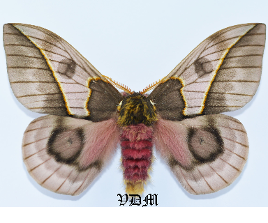 Automeris maeonia picture by VDM Insecthouse with reference 1223B