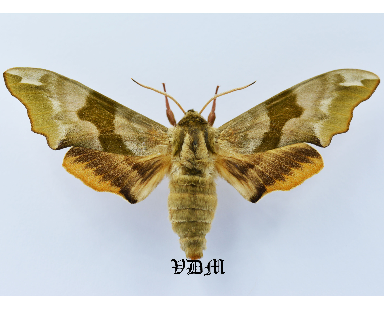 Mimas tiliae  Form1 picture by VDM Insecthouse with reference 1230B