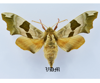 Mimas tiliae  Form2 picture by VDM Insecthouse with reference 1232B