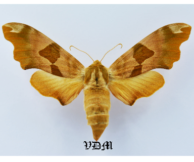 Mimas tiliae  Form4 picture by VDM Insecthouse with reference 1235B