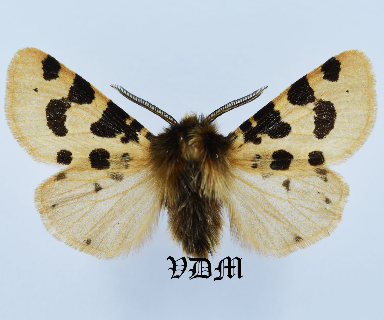 Ocnogyna zoraida picture by VDM Insecthouse with reference 1261B