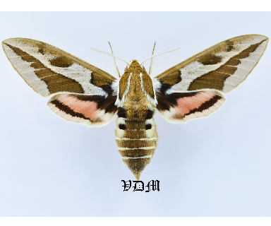 Hyles tithymali deserticola Male x Hyles tithymali mauretanica Female =HYBRID Male x Hyles dahlia Female  picture by VDM Insecthouse with reference 1264B