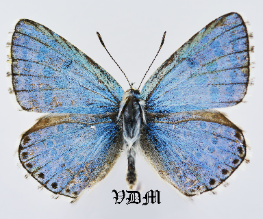 Lysandra punctifera picture by VDM Insecthouse with reference 1269B