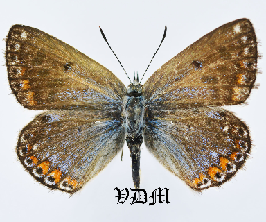 Lysandra punctifera picture by VDM Insecthouse with reference 1273B