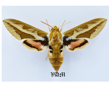 Hyles tithymali deserticola Male x Hyles tithymali mauretanica Female  HYBRID!!! picture by VDM Insecthouse with reference 1275B