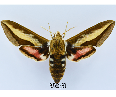 Hyles hippophaes Male x Hyles gallii Female HYBRID!!! picture by VDM Insecthouse with reference 1285B