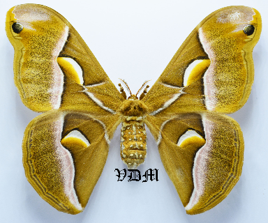 Samia cynthia ssp picture by VDM Insecthouse with reference 1297B