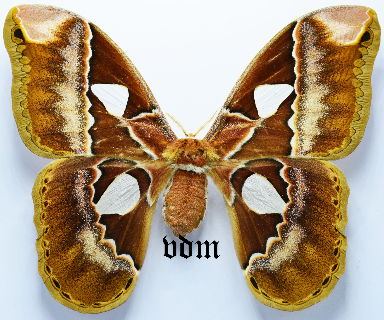 Rothschildia aurota aurota picture by VDM Insecthouse with reference 1299B