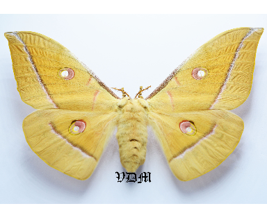 Antheraea roylei picture by VDM Insecthouse with reference 1313B