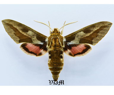 Hyles euphorbiae Male x Hyles vespertilio Female  HYBRID!!! picture by VDM Insecthouse with reference 1316B