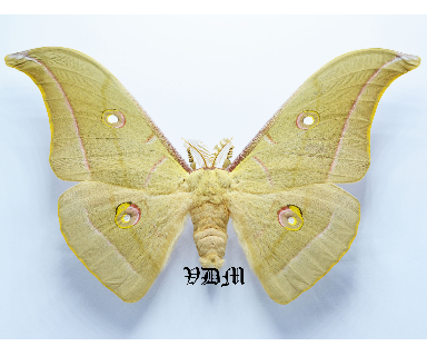 Antheraea roylei picture by VDM Insecthouse with reference 1317B