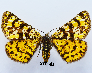 Eurranthis plummistaria picture by VDM Insecthouse with reference 1321B