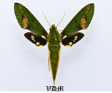 Xylophanes chiron nechus picture by VDM Insecthouse with reference 1330B