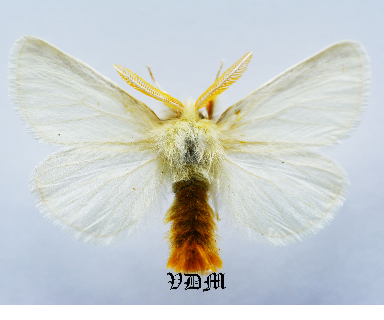 Euproctis chrysorrhoea picture by VDM Insecthouse with reference 1344B