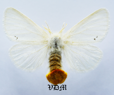 Euproctis chrysorrhoea picture by VDM Insecthouse with reference 1348B