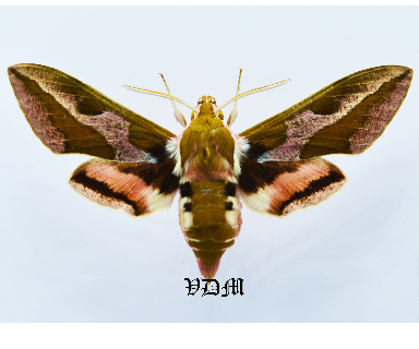 Hyles euphorbiae  Form4 picture by VDM Insecthouse with reference 1350B