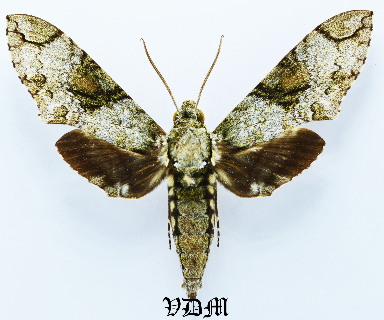Manduca florestan picture by VDM Insecthouse with reference 1352B