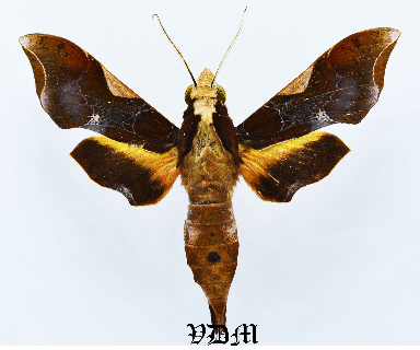 Callionima nomius picture by VDM Insecthouse with reference 1357B