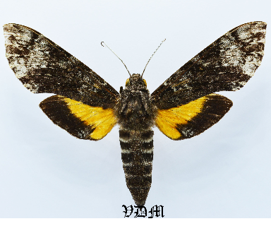 Isognathus excelsior picture by VDM Insecthouse with reference 1358B