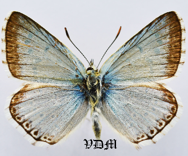 Polyommatus caelestissima x Polyommatus albicans  HYBRID!!! picture by VDM Insecthouse with reference 1359B