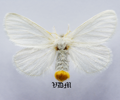 Euproctis similis picture by VDM Insecthouse with reference 1363B