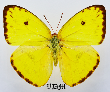 Phoebis sennae ssp  Yellow Form picture by VDM Insecthouse with reference 1367B
