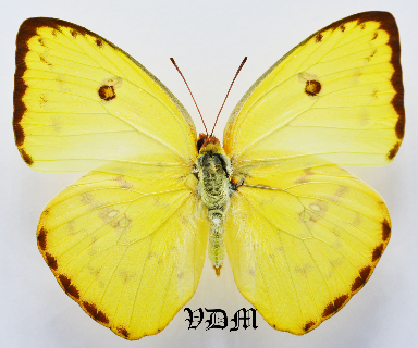 Phoebis sennae ssp   picture by VDM Insecthouse with reference 1370B