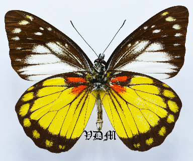Prioneris autothisbe autothisbe picture by VDM Insecthouse with reference 1372B