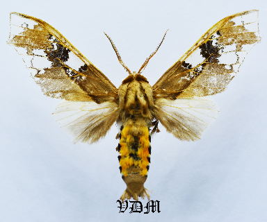 Parathyris cedonulli cedonulli picture by VDM Insecthouse with reference 1374B