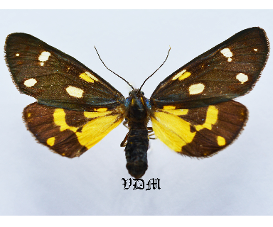 Callimorpha dominula flava picture by VDM Insecthouse with reference 1376B