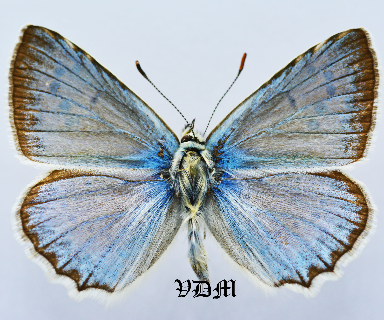 Polyommatus daphnis steeveni picture by VDM Insecthouse with reference 1377B