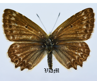 Polyommatus daphnis steeveni picture by VDM Insecthouse with reference 1378B