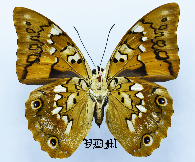 Prepona eugenes eugenes picture by VDM Insecthouse with reference 1379B