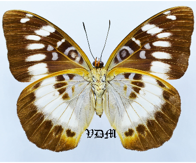 Lexias aeropa picture by VDM Insecthouse with reference 1380B