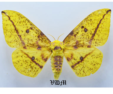 Eacles imperalis picture by VDM Insecthouse with reference 1381B