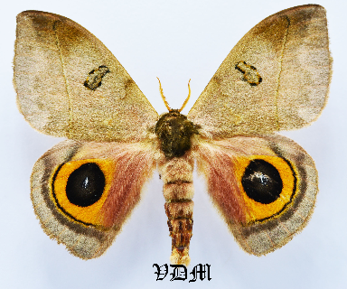 Automeris orestes picture by VDM Insecthouse with reference 1382B