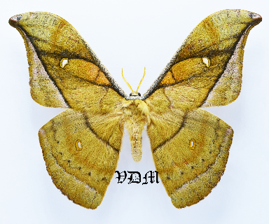 Copaxa descrescens picture by VDM Insecthouse with reference 1384B