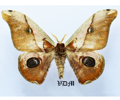 Caligula simla picture by VDM Insecthouse with reference 1402B