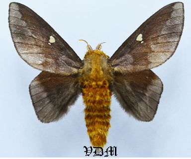 Ptiloscola photophila picture by VDM Insecthouse with reference 1404B