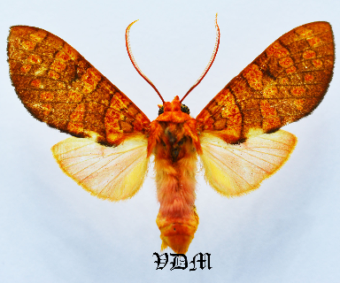 Elysius hermia picture by VDM Insecthouse with reference 1406B