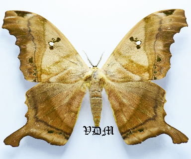 Titaea tamerlan amazonensis picture by VDM Insecthouse with reference 1425B