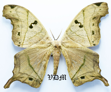 Titaea lemoulti picture by VDM Insecthouse with reference 1427B