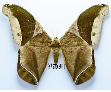 Rothschildia erycina erycina photo par VDM Insecthouse avec référence 1428B