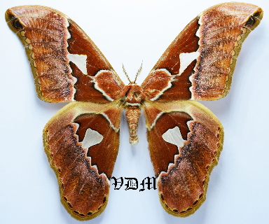 Rothschildia aurota aurota photo par VDM Insecthouse avec référence 1429B