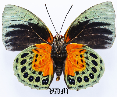 Agrias beatifica lachaumei picture by VDM Insecthouse with reference 1446B