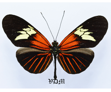 Heliconius erato tellus picture by VDM Insecthouse with reference 1448B